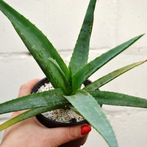 Aloe