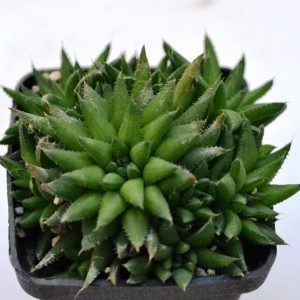 Haworthia pallida