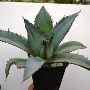 Agave titanota