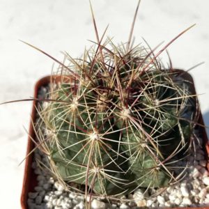 Thelocactus bicolor