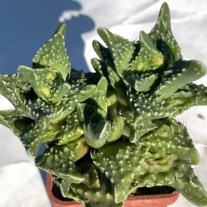 Faucaria tuberculosa