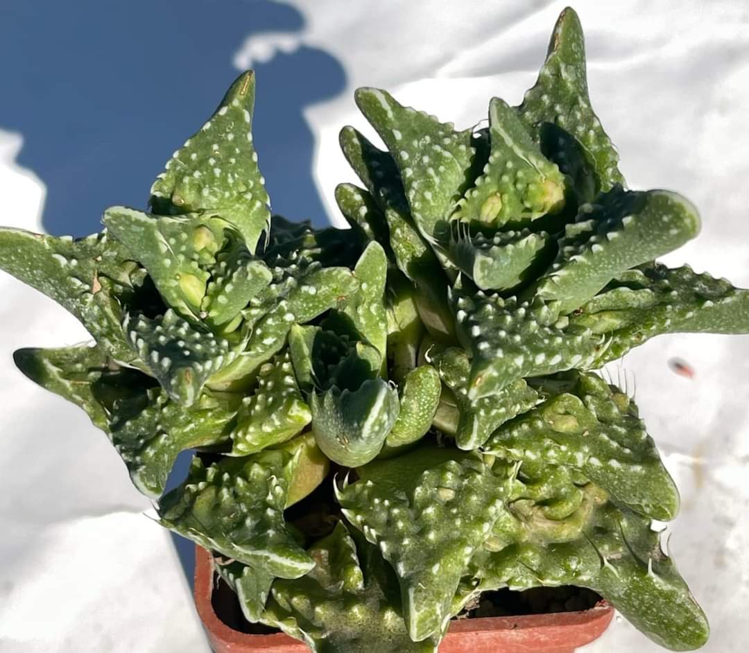 Faucaria tuberculosa