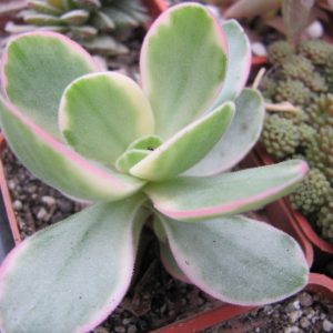 Crassula nudicaule platyphylla variegata