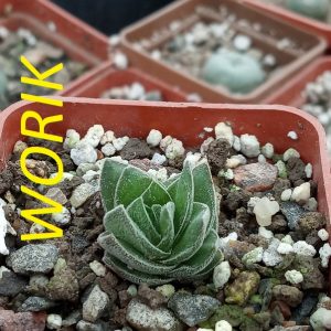 CRASSULA BUDDHA’S TEMPLE