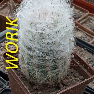 Oreocereus trollii