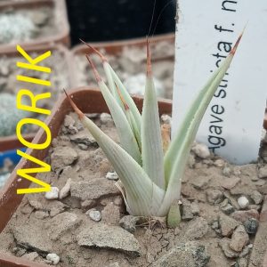 Agave stricta 'Nana'