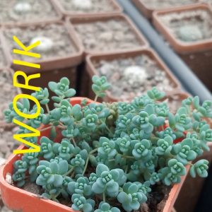 Sedum dasyphyllum v. macrophyllum
