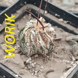 Astrophytum capricorne "Rasti"