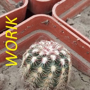 Echinocereus viridiflorus (MG 283.8)
