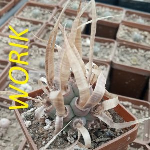 Tephrocactus articulatus v. papyracanthus