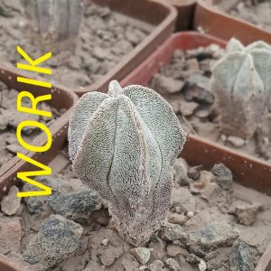 ASTROPHYTUM COAHUILENSE