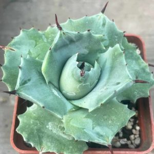 Agave isthmensis