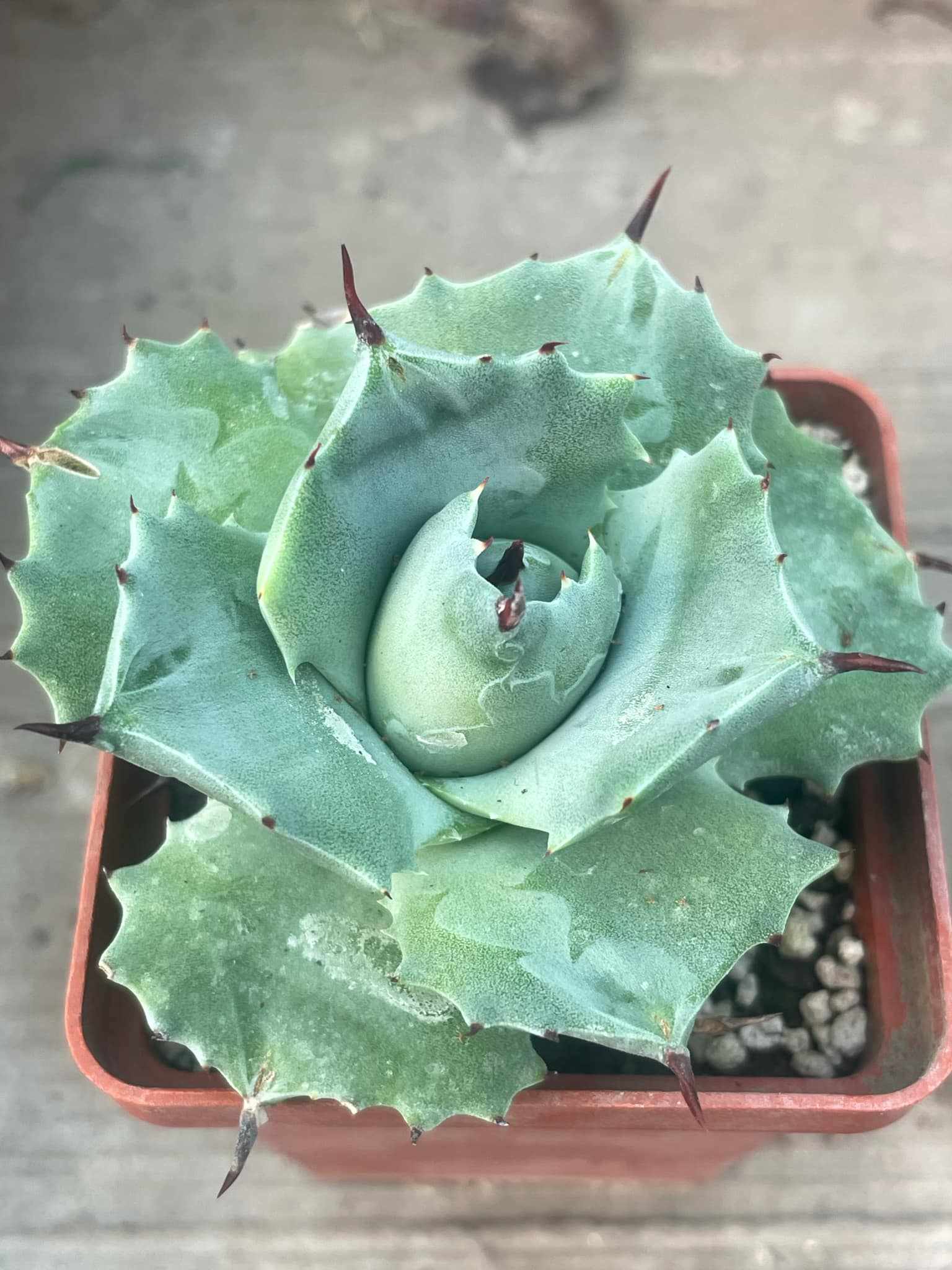 Agave isthmensis