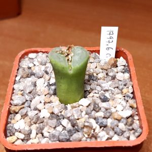 Conophytum haramoepense SH545 (1797.6)