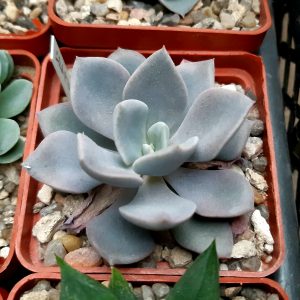 Graptoveria 'Debbie'