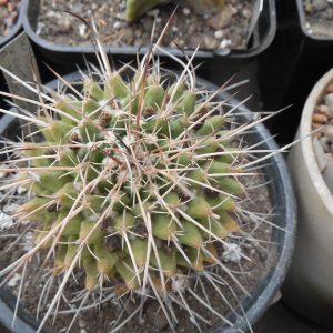 Mammillaria centricirrha MK 95.348 - PK -