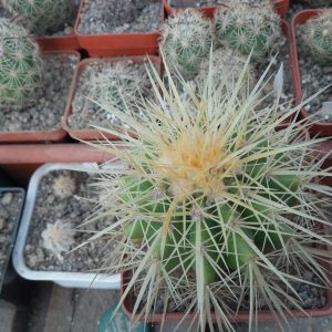 Echinocactus grussonii - MG -