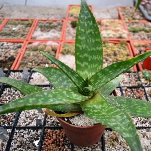 Aloe saponaria