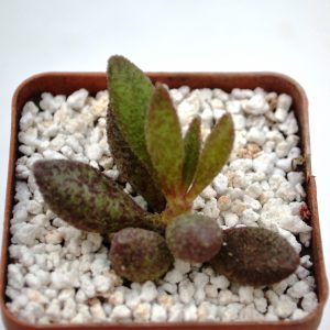 Adromischus marianiae