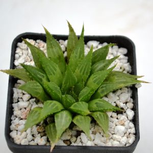 Haworthia emelyae var. multifolia