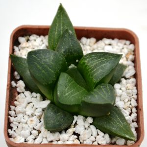 Haworthia bayeri hybr.