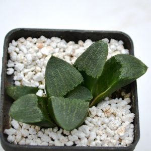 Haworthia bayeri hybr.