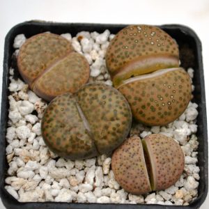 Lithops fulviceps  (набор)
