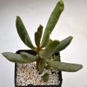 Adromischus halesowensis