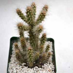 Opuntia spinosior