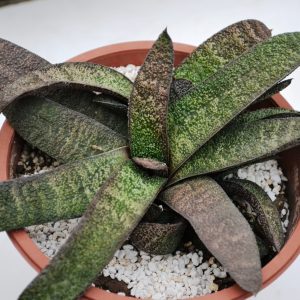 Gasteria batesiana Barberton - детка