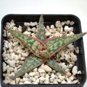 Aloe cv. "Donnie"