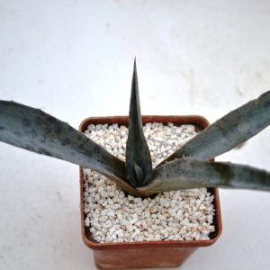 Agave monfreda variegata