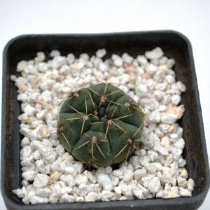 Gymnocalycium baldianum