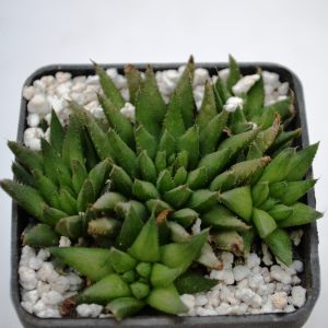 Haworthia pallida
