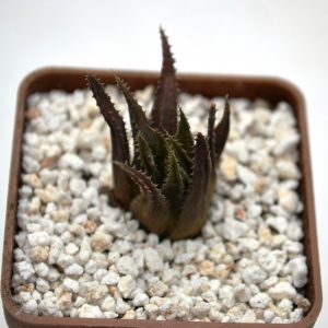 Haworthia subglauca