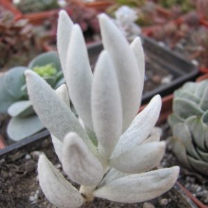 Senecio haworthioides