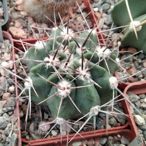 Gymnocalycium mostii -s