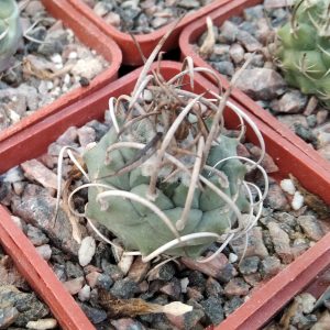 Turbinicarpus klinkerianus SB275 -s
