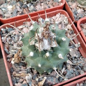 Turbinicarpus spec. - s