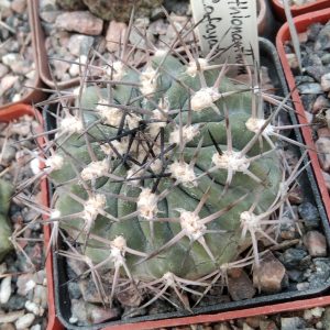 Acanthocalycium thionanthum LF43a -Cafayate- s