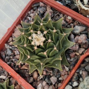 Obregonia denegrii -s
