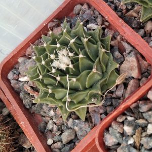 Obregonia denegrii -s