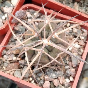 Gymn. spegazzinii v. horyzontalonium -s