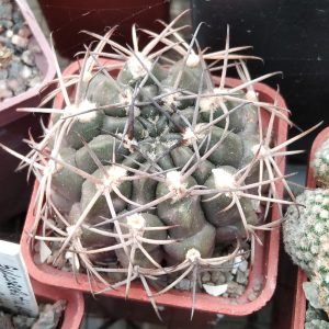Gymnocalycium knebelii -Koehres- s
