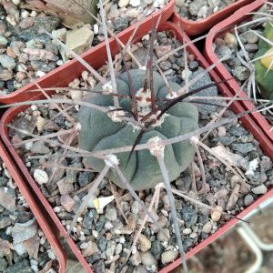 Gymnocalycium spegazzinii v. horizontalonium -s