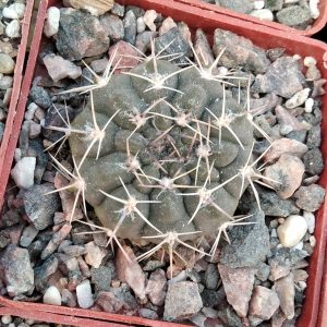 Gymnocalycium stellatum -s