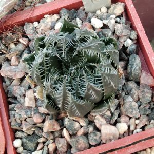 Haworthia arachnoidea -MG- s