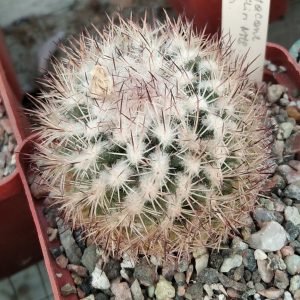 Echinomastus dasiacanthus -Franklin mts- s