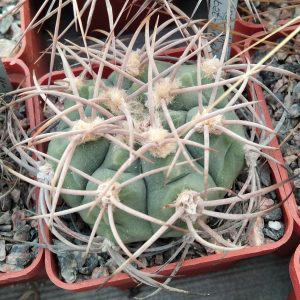 Gymn. ambatoense-nidulans BKN36A -P.Kupcak-seeds-семена-  s