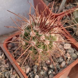 Parodia rauschii -super spines- MG- s